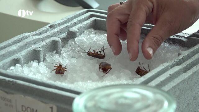 Biologické centrum - Entomologický ústav