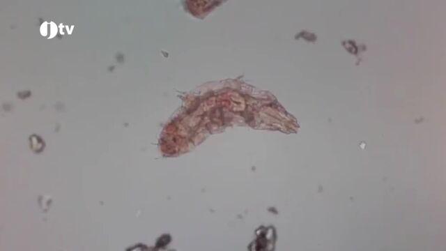 Ústav půdní biologie - BC AV ČR