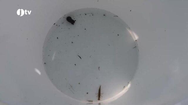 Entomologický ústav - Biologické centrum AV ČR